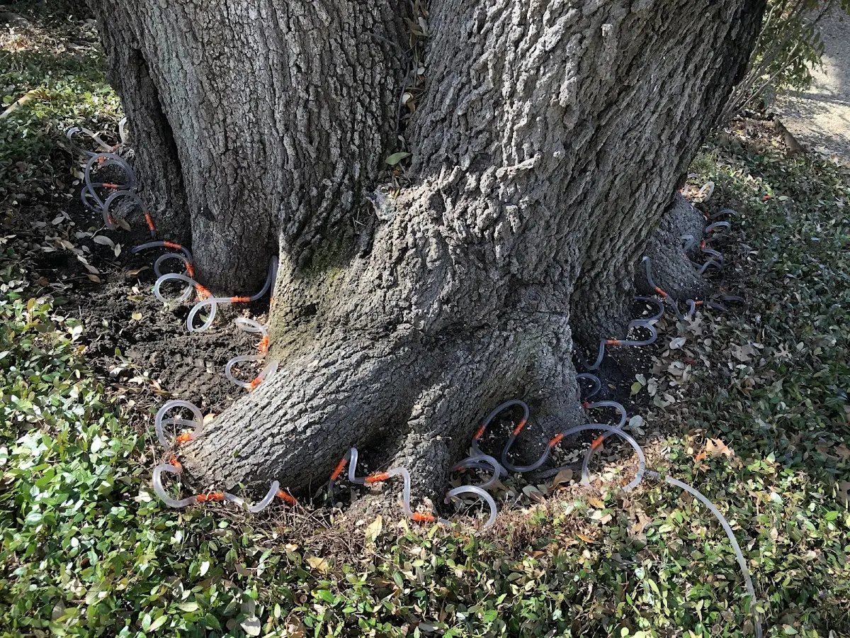 Detailed Shrub and Hedge Trimming job site in Priddy