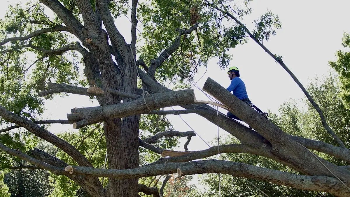Professional Hazardous Tree Removal performed by certified arborists in Priddy