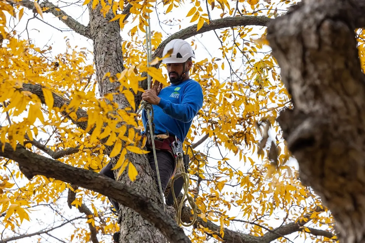 Skilled Dead Tree Removal crew working in Priddy